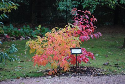 Oxydendron arboreum - kysloun stromový - celek podzim